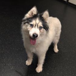 Shelter Stray Female Dog last seen , 361 S Raymond Ave, Pasadena, CA 91105, USA