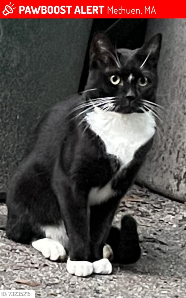 Lost Female Cat last seen Phillips & Center, Methuen, MA 01844