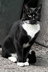 Lost Female Cat last seen Phillips & Center, Methuen, MA 01844