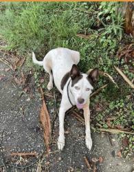Reunited Female Dog last seen Stewart Street, Carrollton, GA 30117