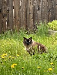 Lost Male Cat last seen Meer & crystal, Eagle Point, OR 97524