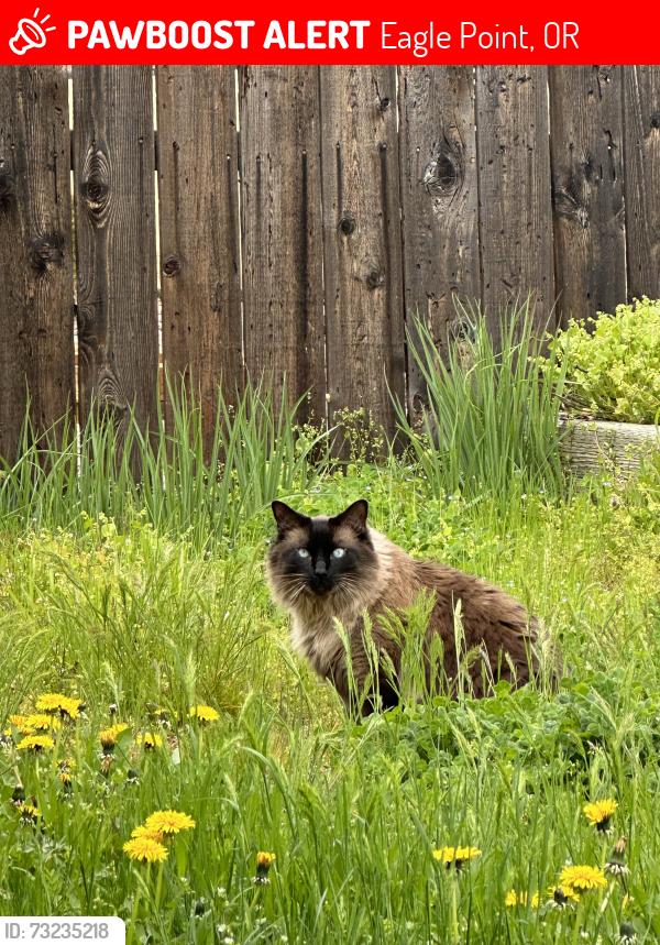 Lost Male Cat last seen Meer & crystal, Eagle Point, OR 97524
