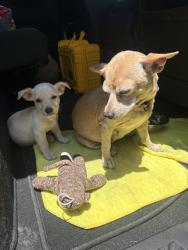Found/Stray Female Dog last seen Mcallen, McAllen, TX 78501