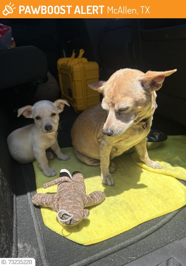 Found/Stray Female Dog last seen Mcallen, McAllen, TX 78501