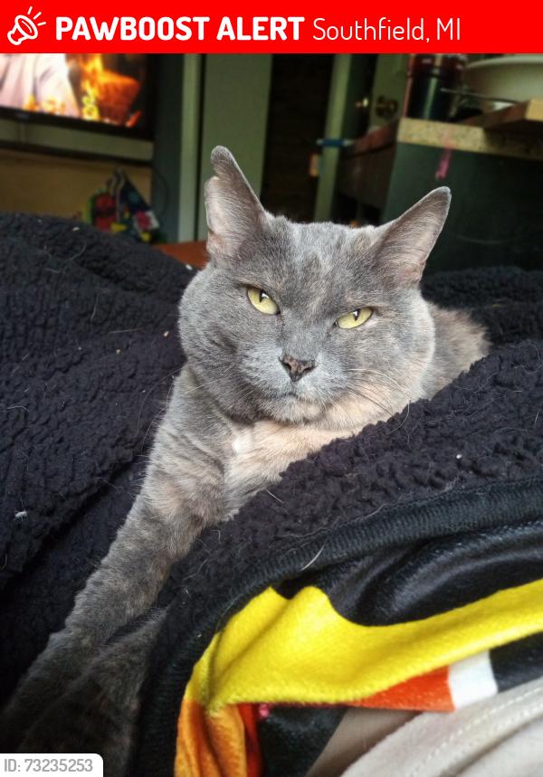 Lost Female Cat last seen Near Mille and inkster, Southfield, MI 48033