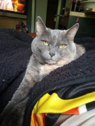 Lost Female Cat last seen Near Mille and inkster, Southfield, MI 48033