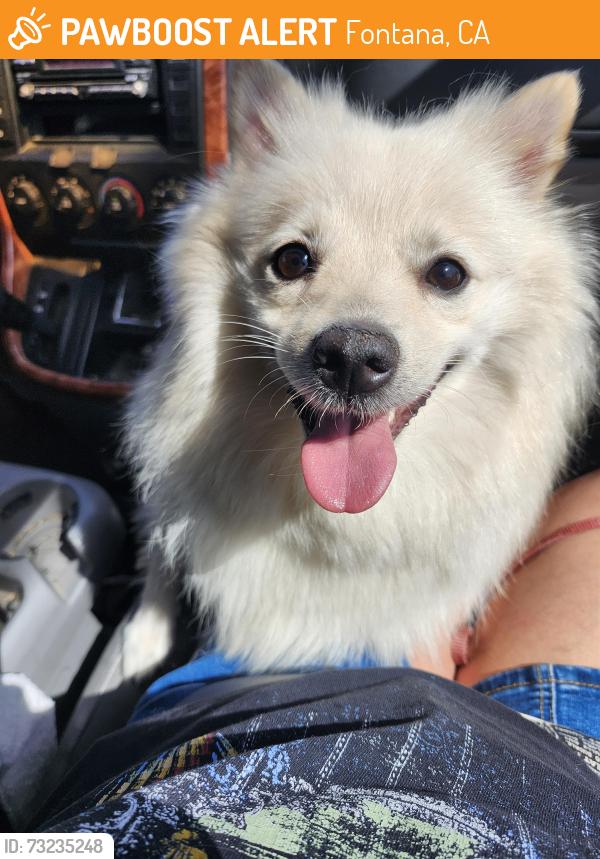 Found/Stray Unknown Dog last seen Concord Ave and San Jacinto Ave, Fontana, CA 92335