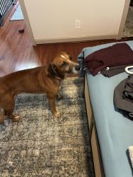 Found/Stray Male Dog last seen 27th Ave, Oakland Park, FL 33309