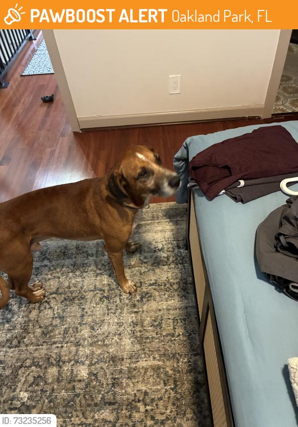 Found/Stray Male Dog last seen 27th Ave, Oakland Park, FL 33309