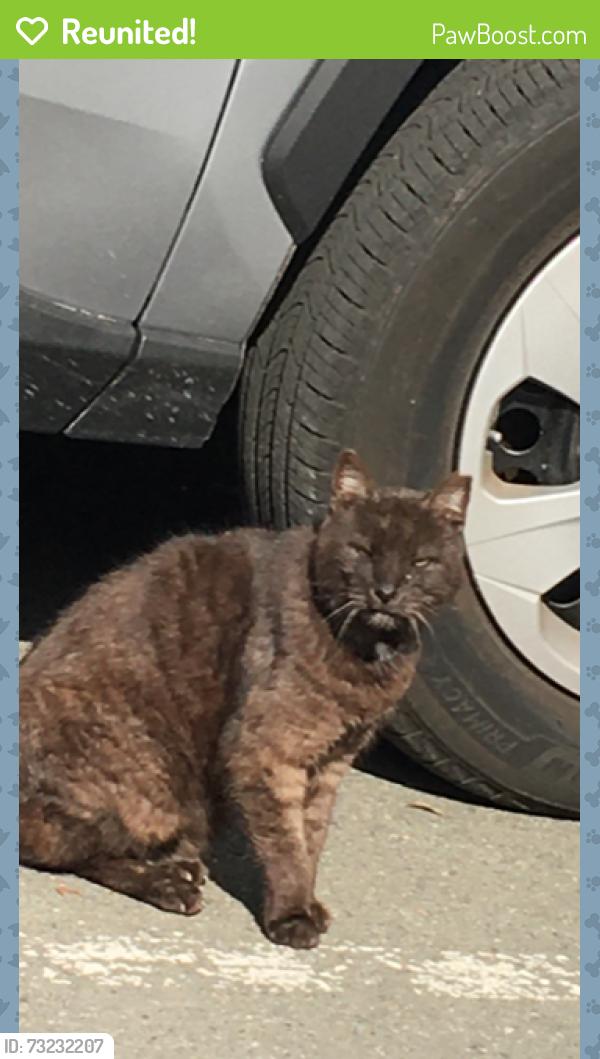 Reunited Male Cat last seen Near Reed avenue, sunnyvale 94086, Sunnyvale, CA 94086