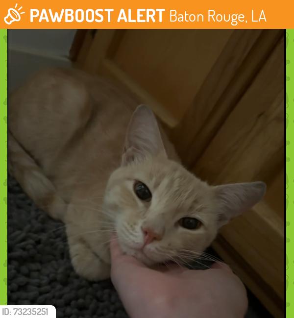 Found/Stray Male Cat last seen Sharlo s, Baton Rouge, LA 70820