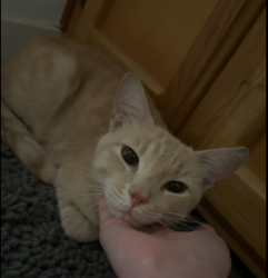 Found/Stray Male Cat last seen Sharlo s, Baton Rouge, LA 70820