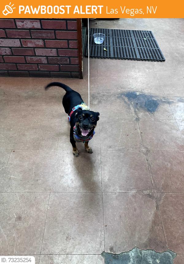 Found/Stray Unknown Dog last seen Viking and Eastern, Las Vegas, NV 89121
