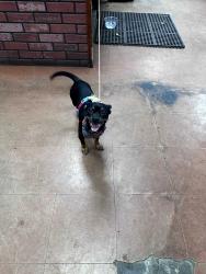 Found/Stray Unknown Dog last seen Viking and Eastern, Las Vegas, NV 89121