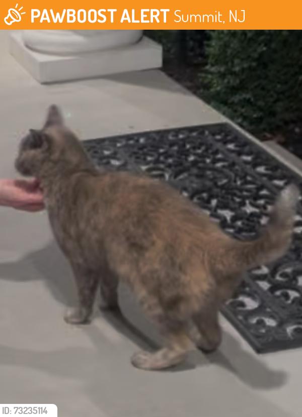 Found/Stray Unknown Cat last seen 94-100 Canoe Brook Parkway, Summit, NJ 07901