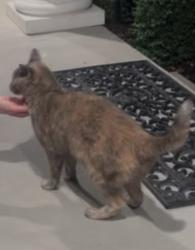 Found/Stray Unknown Cat last seen 94-100 Canoe Brook Parkway, Summit, NJ 07901