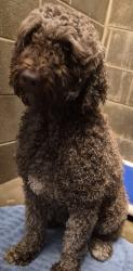 Found/Stray Female Dog last seen Infinity Drive, Lake Darby, OH 43119