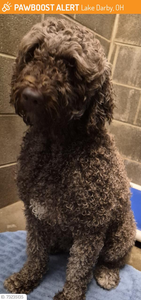 Found/Stray Female Dog last seen Infinity Drive, Lake Darby, OH 43119