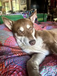 Lost Male Dog last seen Hwy 162/ Frazier Lane, Covelo, CA 95428