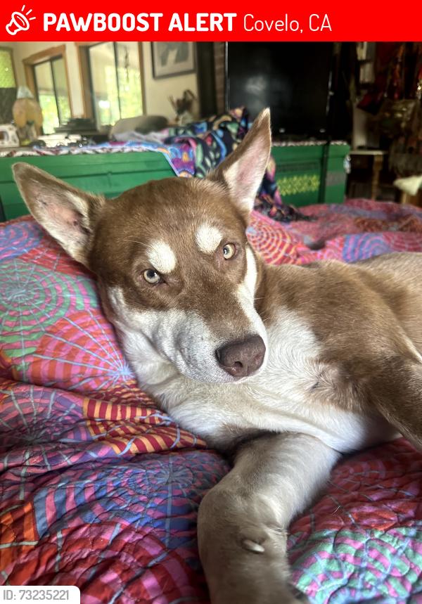 Lost Male Dog last seen Hwy 162/ Frazier Lane, Covelo, CA 95428