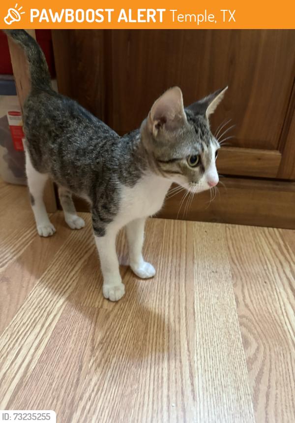 Rehomed Male Cat last seen FM93 & 31st Street, Taylors Valley Baptist Church, Temple, TX 76502