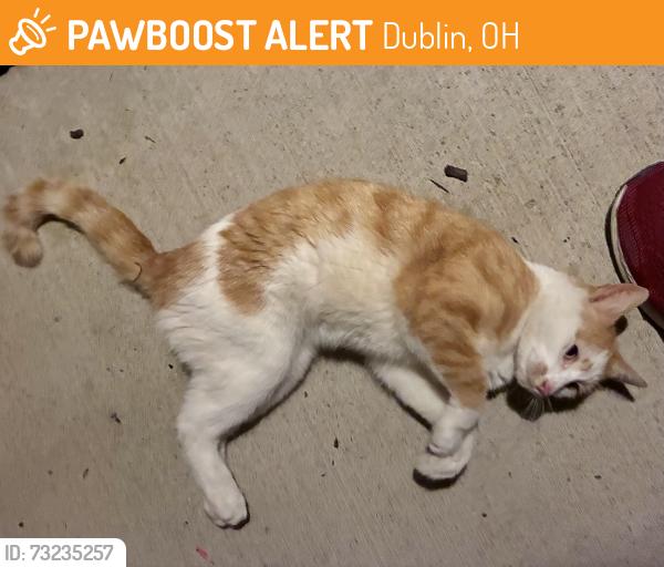 Found/Stray Unknown Cat last seen Hilliard/Dublin near the Wendell, off Riggins Rd, Dublin, OH 43016