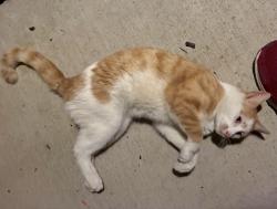 Found/Stray Unknown Cat last seen Hilliard/Dublin near the Wendell, off Riggins Rd, Dublin, OH 43016