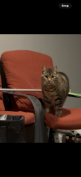 Lost Male Cat last seen Maple Eaton troy, Troy, MI 48084