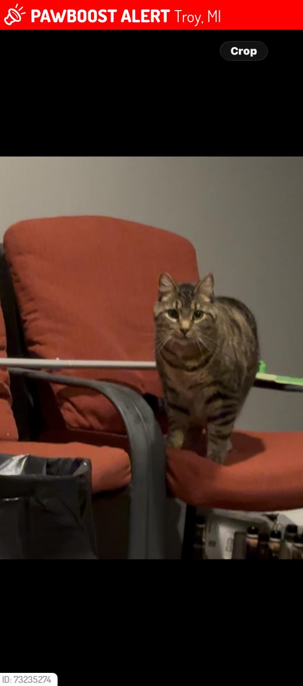 Lost Male Cat last seen Maple Eaton troy, Troy, MI 48084