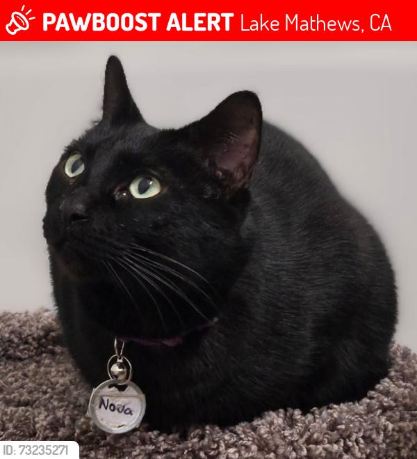 Lost Female Cat last seen Cajalco Rd behind feed store area, Lake Mathews, CA 92570