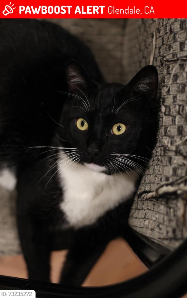 Lost Female Cat last seen S Columbus ave, Glendale, CA 91204