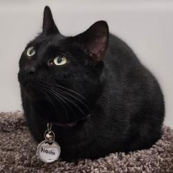 Lost Female Cat last seen Cajalco Rd behind feed store area, Lake Mathews, CA 92570