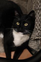 Lost Female Cat last seen S Columbus ave, Glendale, CA 91204