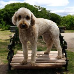 Reunited Male Dog last seen Terrapin Court, Victory Gallop, Murfreesboro, TN 37128