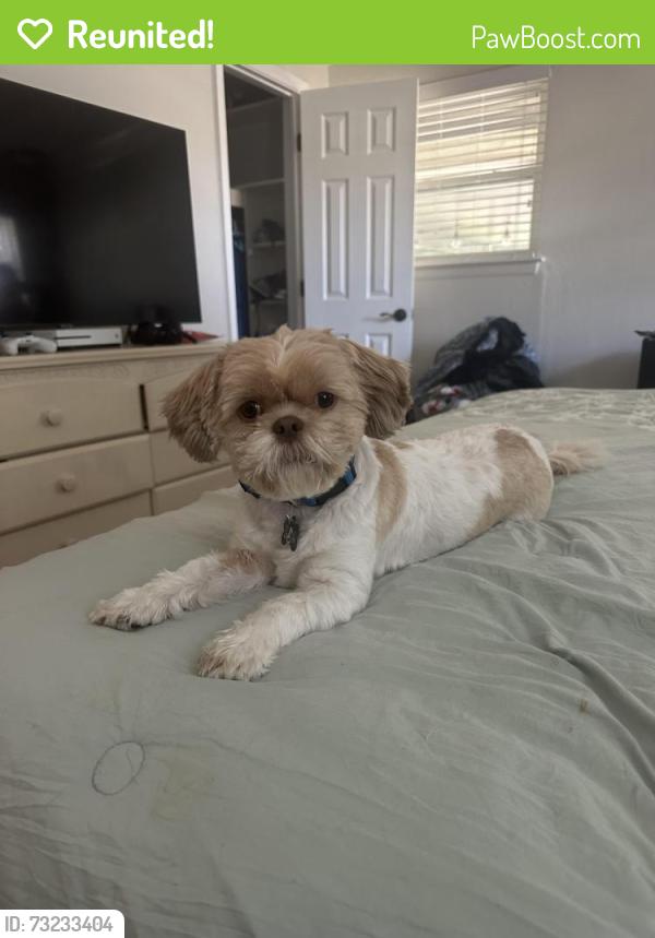 Reunited Male Dog last seen Henrietta Bend Drive, Roanoke, TX 76262