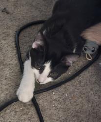Found/Stray Unknown Cat last seen Raleigh road, Wilson, NC 27893