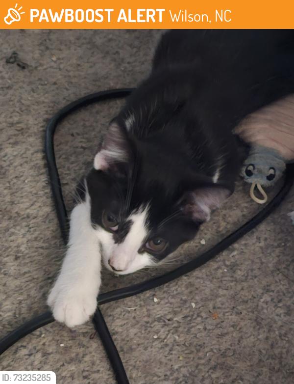 Found/Stray Unknown Cat last seen Raleigh road, Wilson, NC 27893