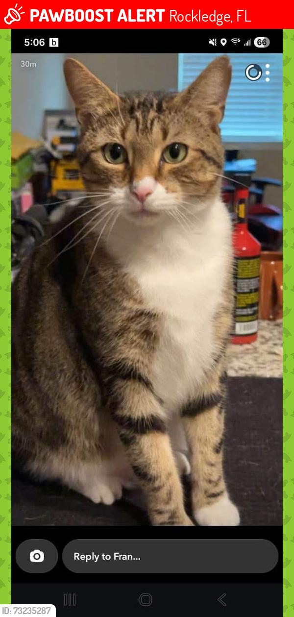Lost Male Cat last seen Cogswell, Rockledge, FL 32955