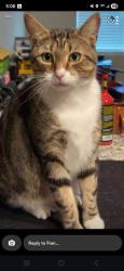 Lost Male Cat last seen Cogswell, Rockledge, FL 32955