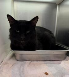 Shelter Stray Male Cat last seen Near BLOCK TEAL ST, 12155 Park Blvd, Brighton, CO 80601, USA