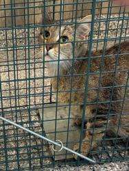 Shelter Stray Unknown Cat last seen Near BLOCK WASHINGTON AVE, 12155 Park Blvd, Brighton, CO 80601, USA