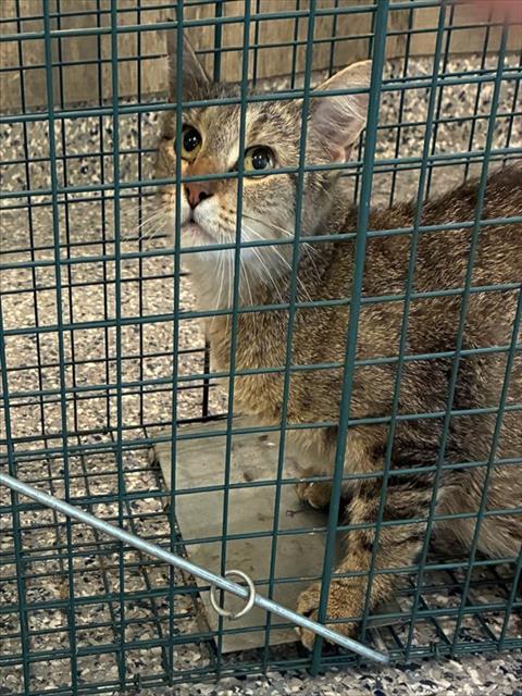 Shelter Stray Unknown Cat last seen Near BLOCK WASHINGTON AVE, 12155 Park Blvd, Brighton, CO 80601, USA