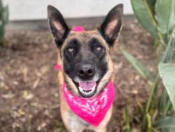 Shelter Stray Female Dog last seen , 14409 Vanowen St, Van Nuys, CA 91405, USA