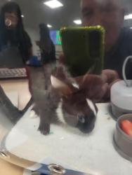 Shelter Stray Male Other last seen , 14409 Vanowen St, Van Nuys, CA 91405, USA
