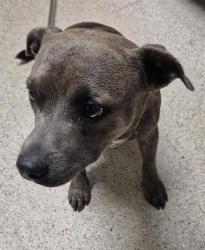 Shelter Stray Male Dog last seen Near BLOCK WILDHEATHER AVE, BAKERSFIELD CA 93314, 3951 Fruitvale Ave, Bakersfield, CA 93308, USA