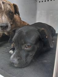 Shelter Stray Female Dog last seen Near BLK W COLUMBUS ST, BAKERSFIELD CA, 201 S Mt Vernon Ave, Bakersfield, CA 93307, USA