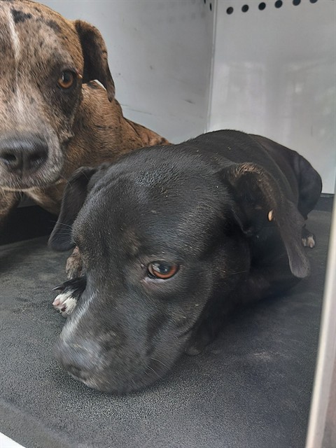 Shelter Stray Female Dog last seen Near BLK W COLUMBUS ST, BAKERSFIELD CA, 201 S Mt Vernon Ave, Bakersfield, CA 93307, USA