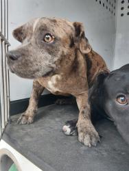 Shelter Stray Male Dog last seen Near BLK W COLUMBUS ST, BAKERSFIELD CA, 201 S Mt Vernon Ave, Bakersfield, CA 93307, USA