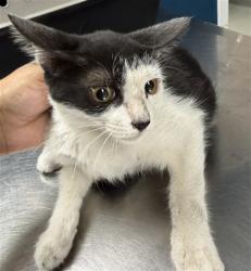 Shelter Stray Male Cat last seen , 201 S Mt Vernon Ave, Bakersfield, CA 93307, USA