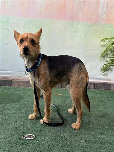 Shelter Stray Male Dog last seen , 4275 Elton St, Baldwin Park, CA 91706, USA